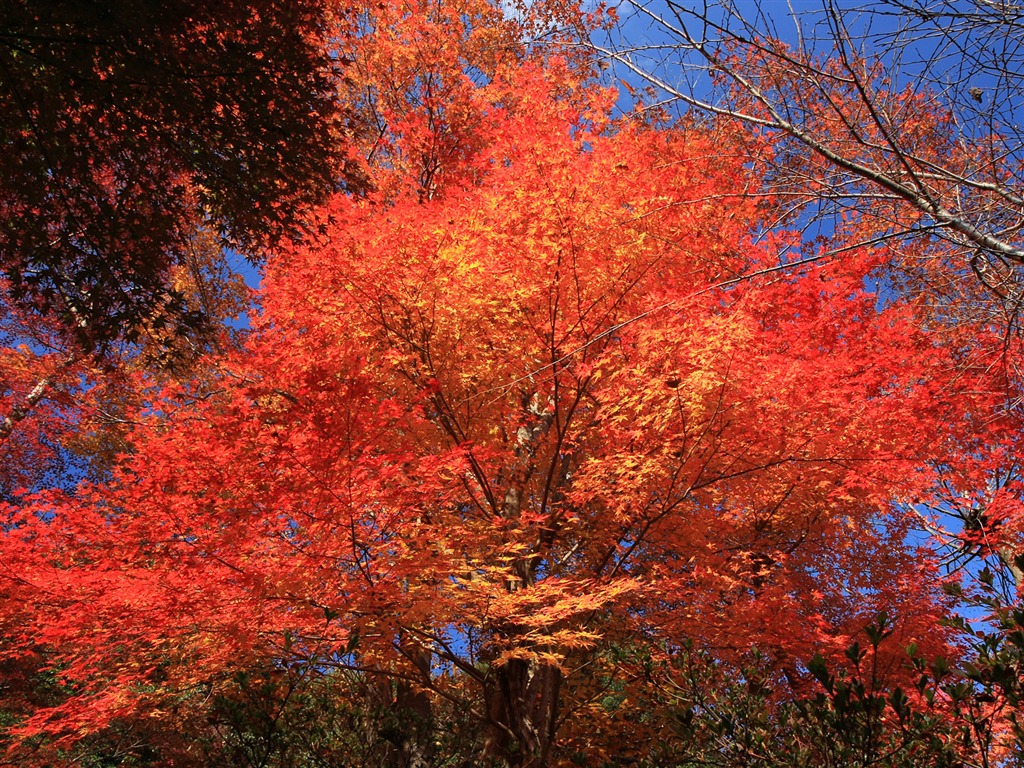 Maple sky wallpaper (1) #20 - 1024x768