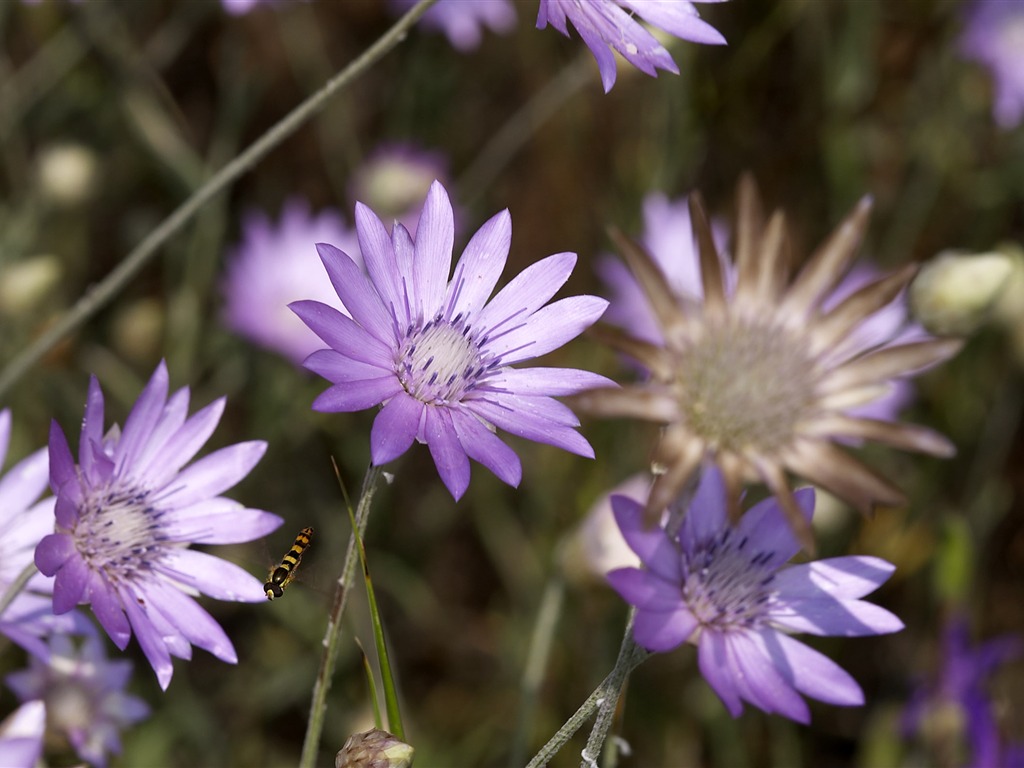 Large Flower Feature Wallpaper (4) #5 - 1024x768