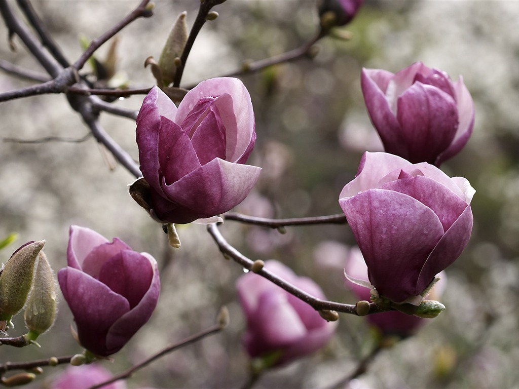 Large Flower Feature Wallpaper (4) #11 - 1024x768