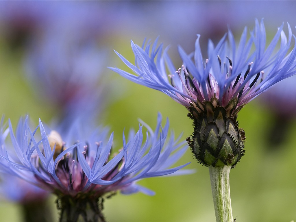 Large Flower Feature Wallpaper (4) #19 - 1024x768