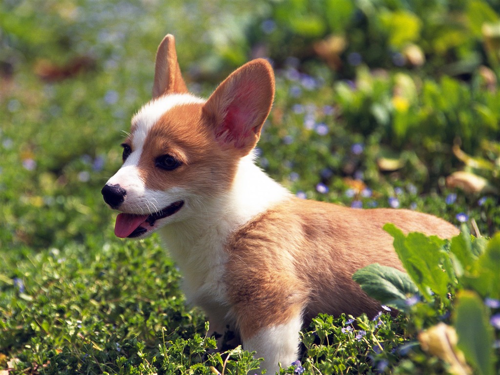 1600犬の写真の壁紙 14 15 1024x768 壁紙ダウンロード 1600犬の写真の壁紙 14 動物 壁紙 V3の壁紙