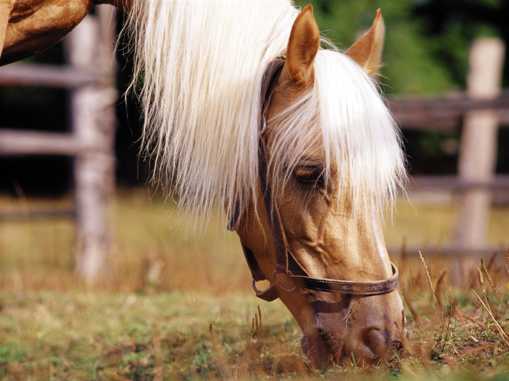 Horse Photo Wallpaper (3) #1 - 1024x768