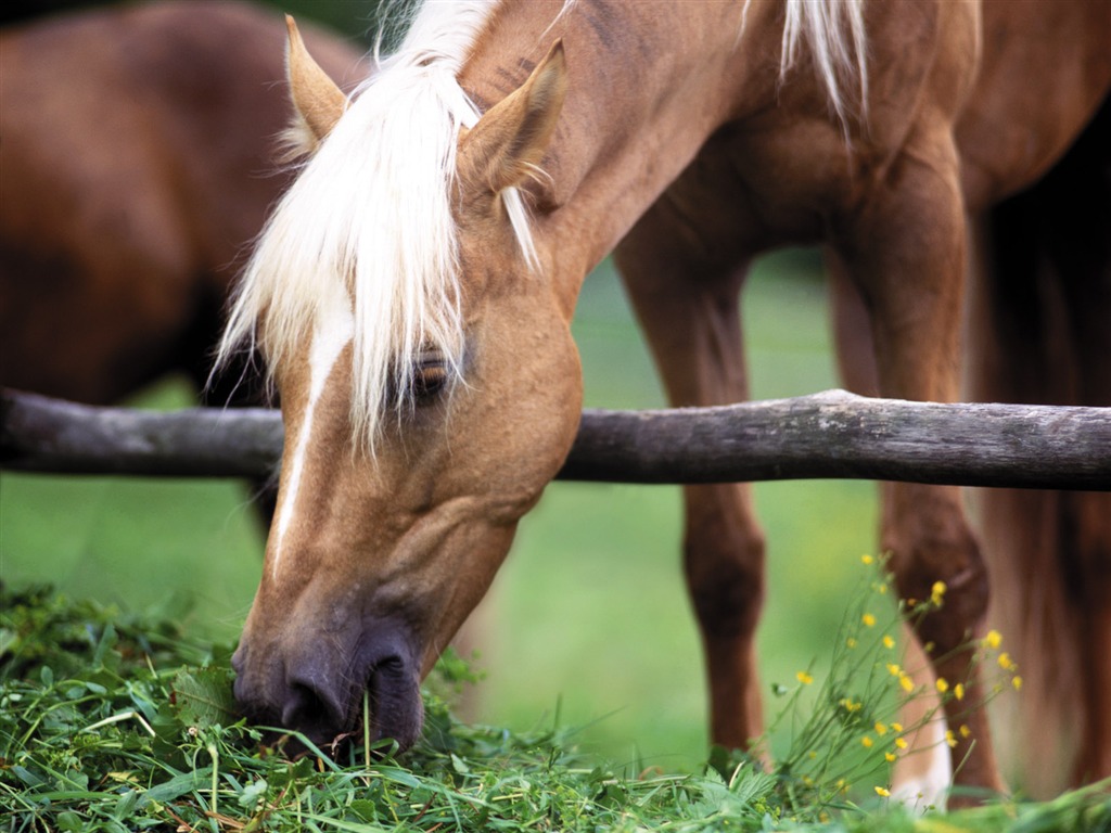 Horse Photo Wallpaper (3) #8 - 1024x768