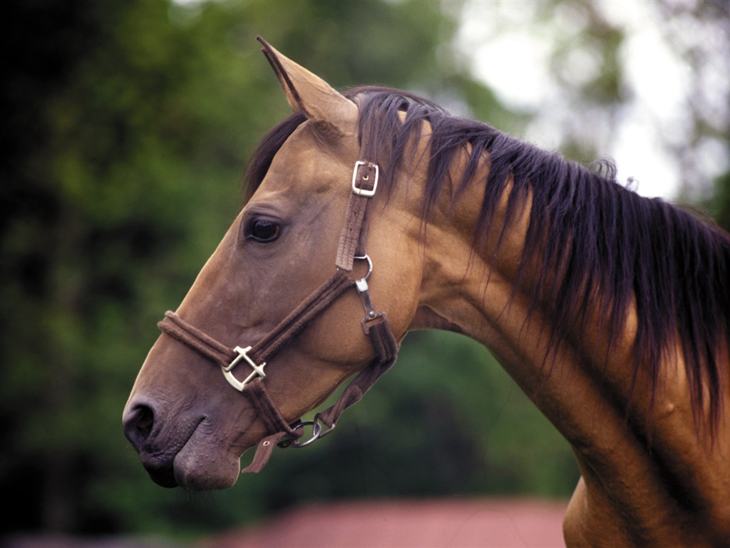 Horse Photo Wallpaper (3) #9 - 1024x768