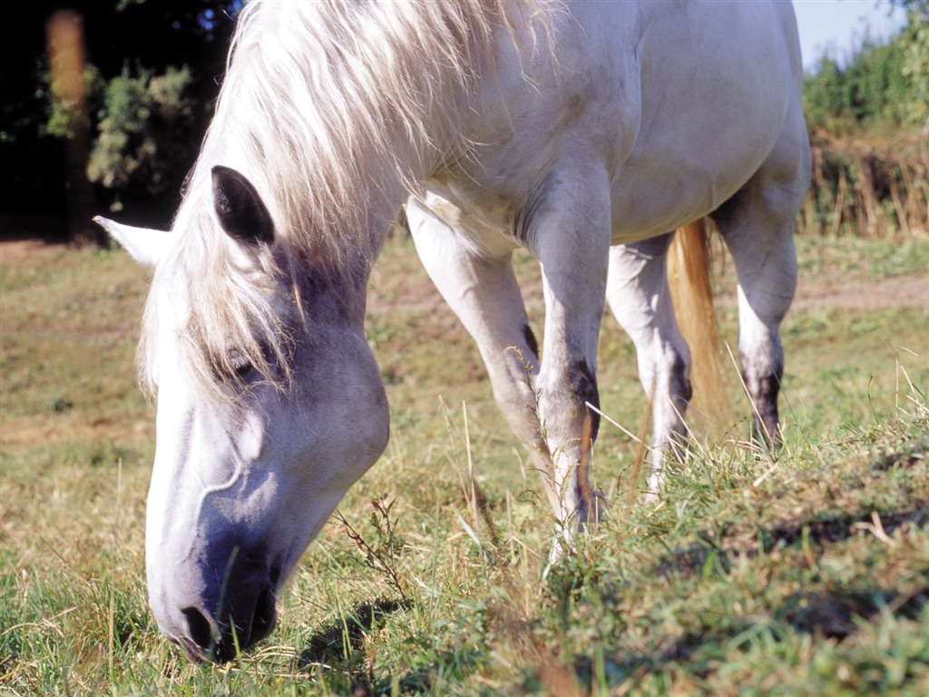 Horse Photo Wallpaper (3) #10 - 1024x768