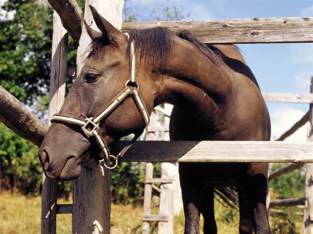 Horse Photo Wallpaper (3) #11 - 1024x768