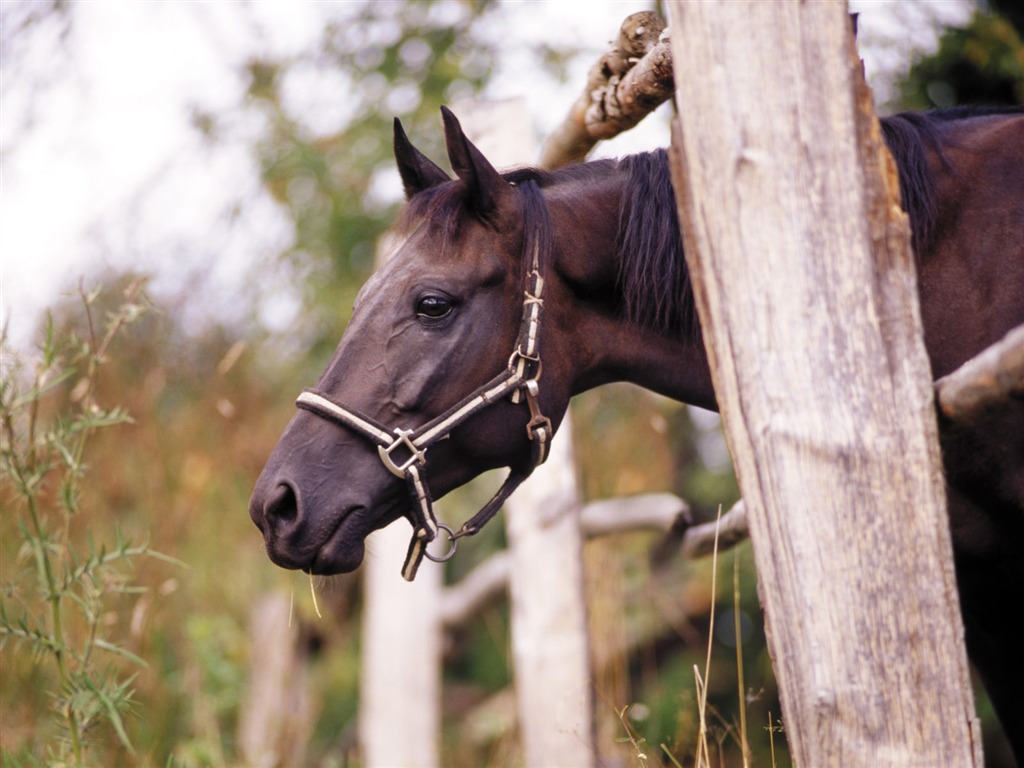 Horse Photo Wallpaper (3) #12 - 1024x768