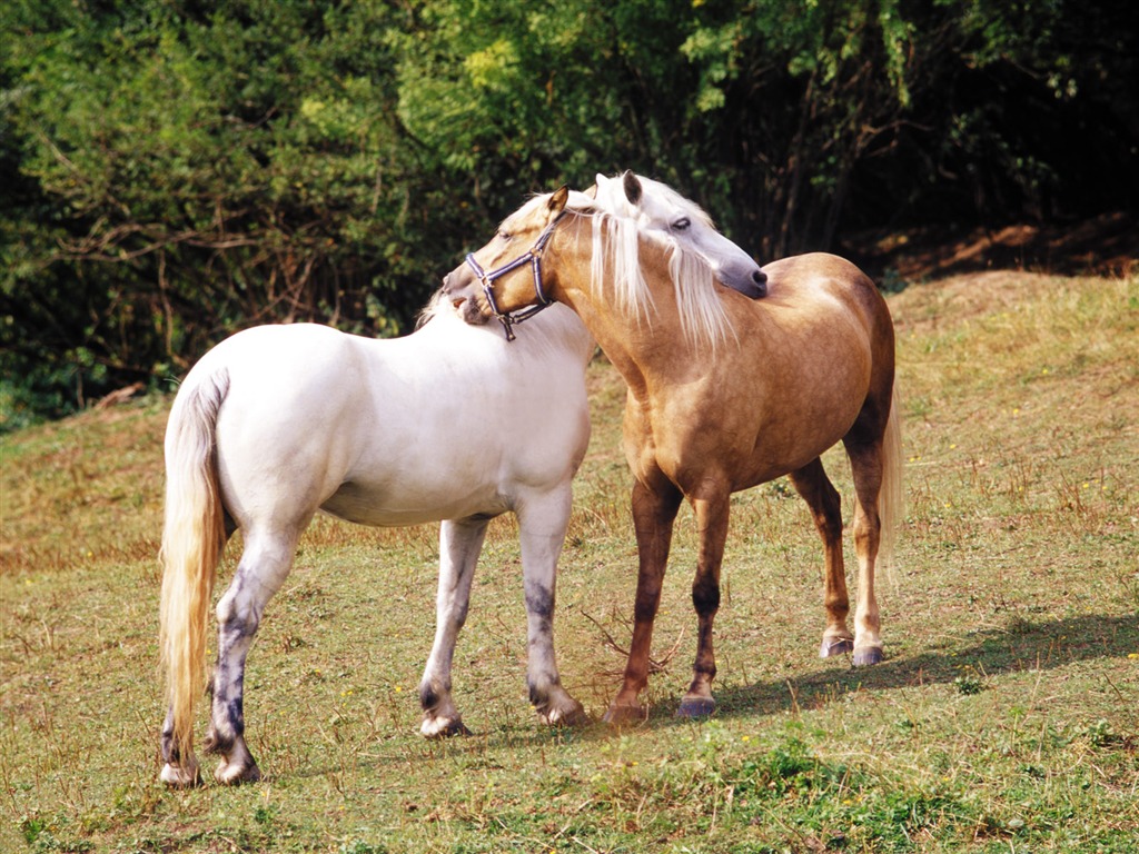 Horse Photo Wallpaper (3) #13 - 1024x768