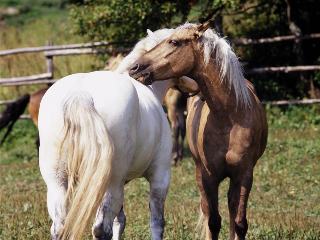 Horse Photo Wallpaper (3) #14 - 1024x768