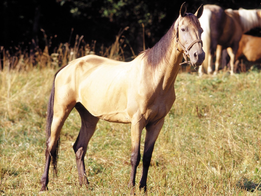 Fond d'écran photo cheval (3) #15 - 1024x768