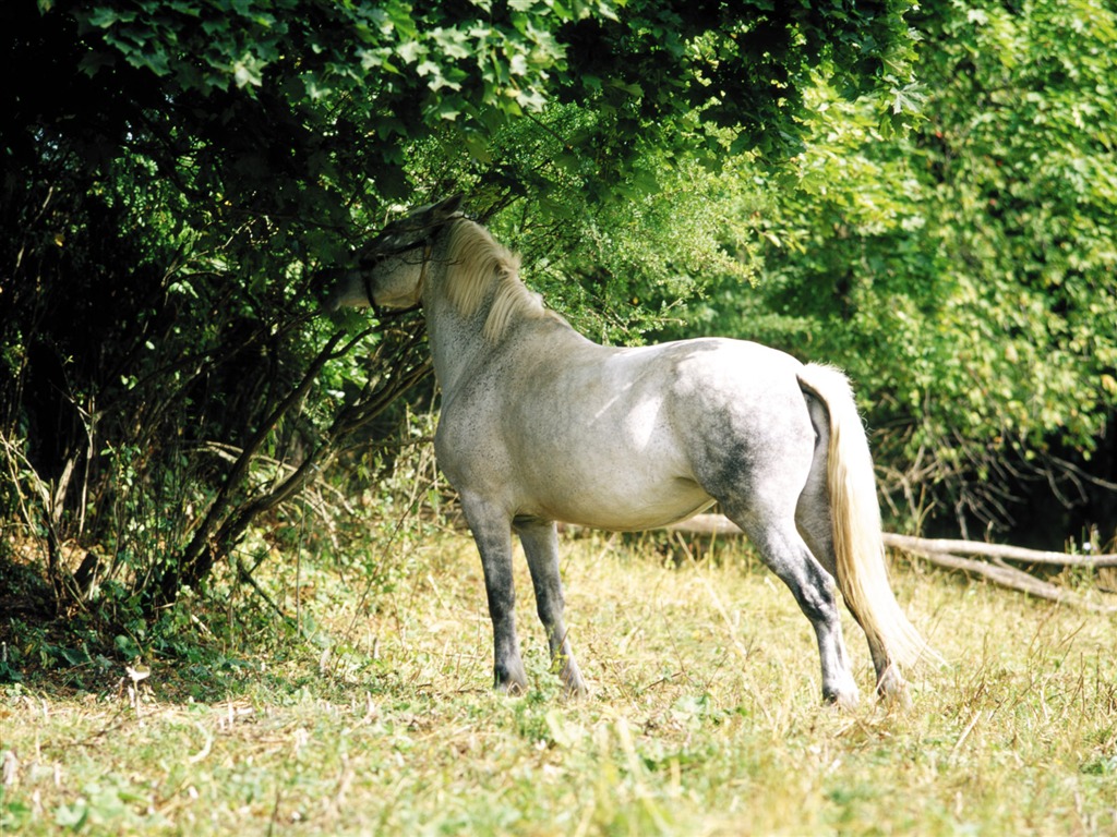 Horse Photo Wallpaper (3) #17 - 1024x768