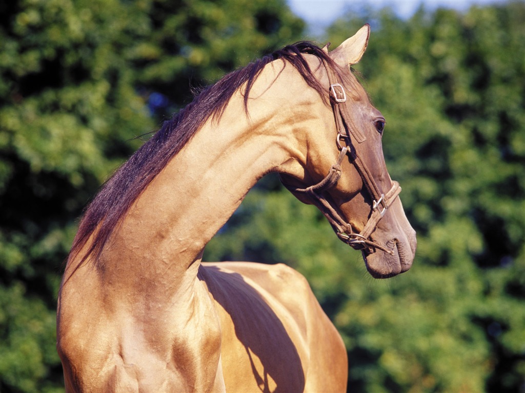 Horse Photo Wallpaper (3) #20 - 1024x768