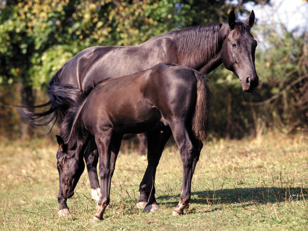 Horse Wallpaper Foto (4) #2 - 1024x768