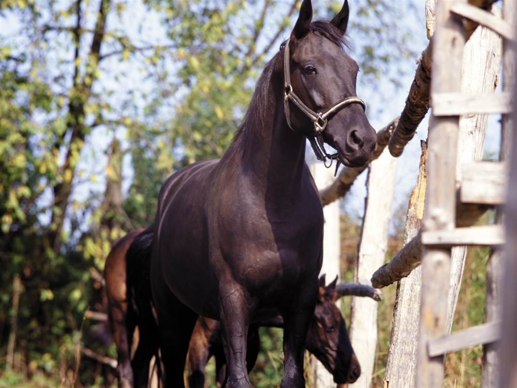 Fond d'écran photo cheval (4) #4 - 1024x768