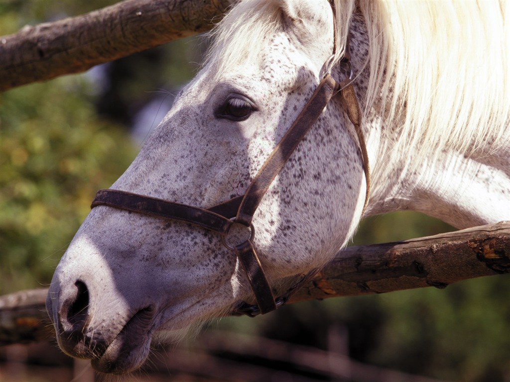 Horse Fondos de fotos (4) #7 - 1024x768