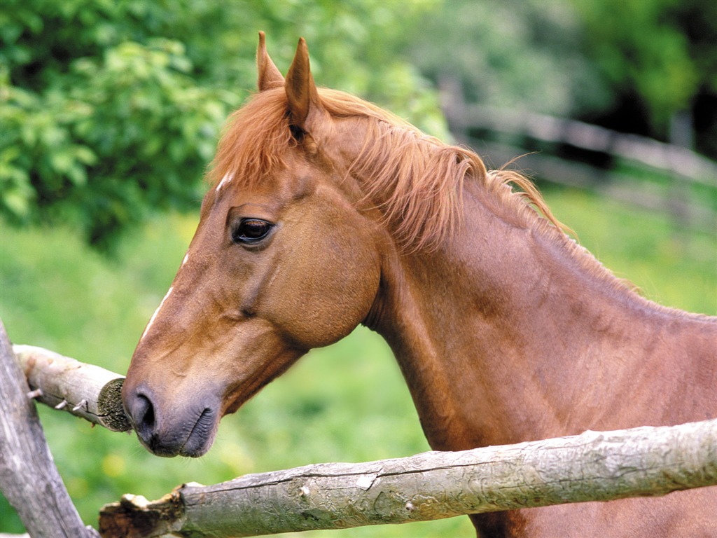 Horse Wallpaper Foto (4) #8 - 1024x768