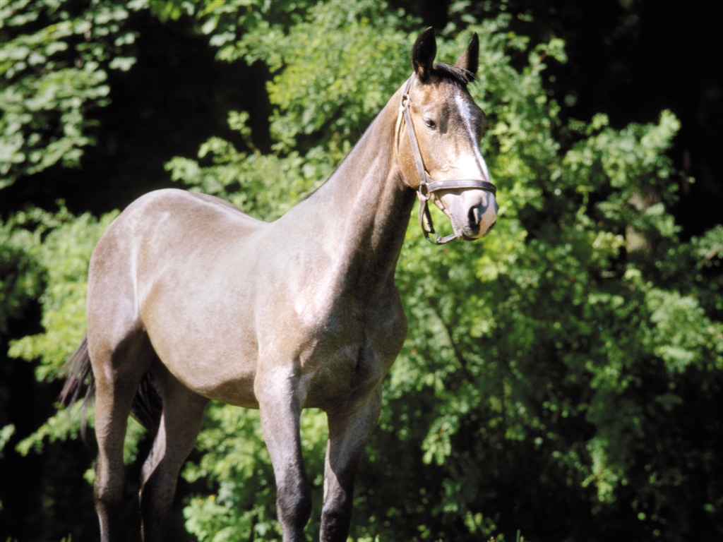 Horse Wallpaper Foto (4) #10 - 1024x768