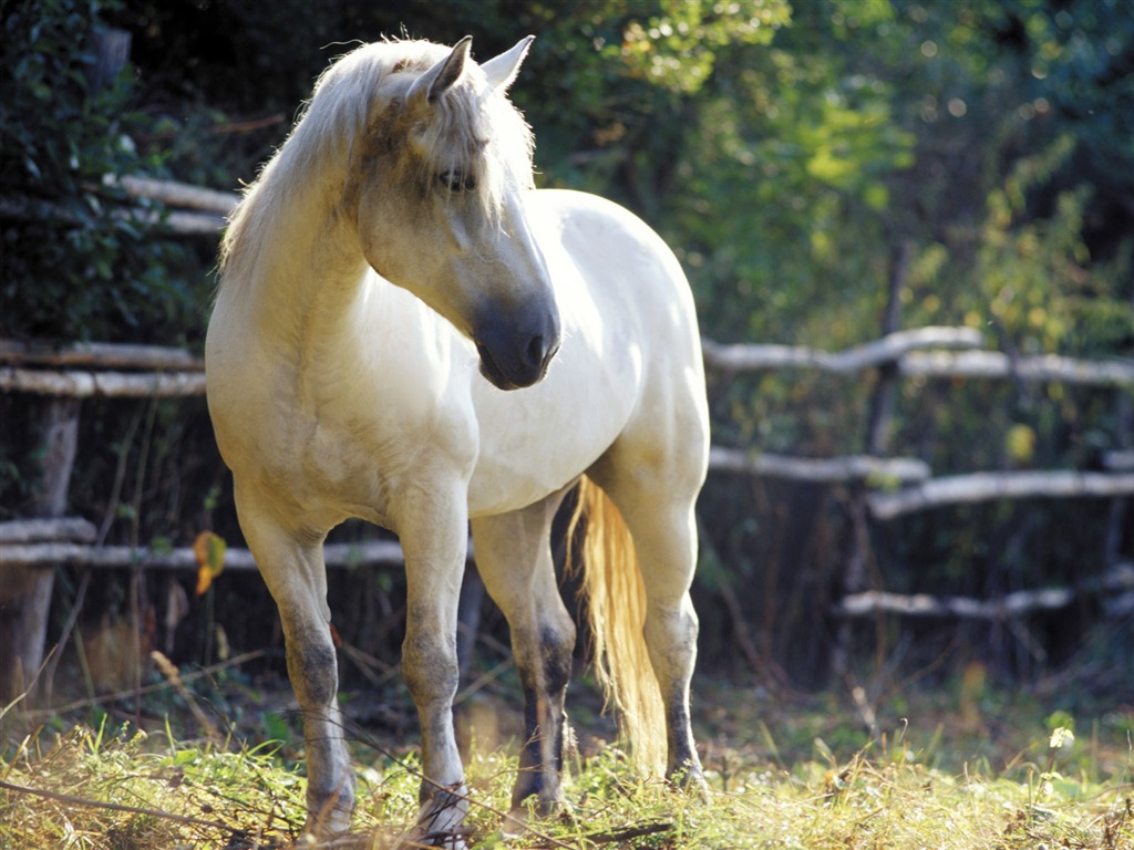 Horse Wallpaper Foto (4) #12 - 1024x768