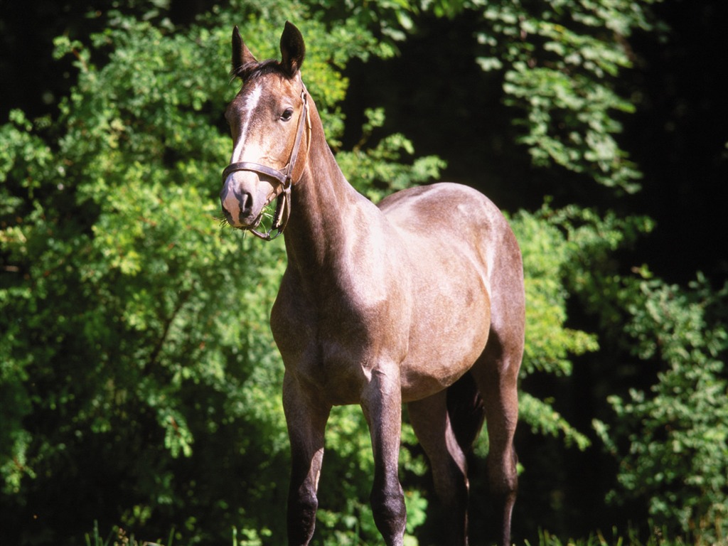 Fond d'écran photo cheval (4) #13 - 1024x768