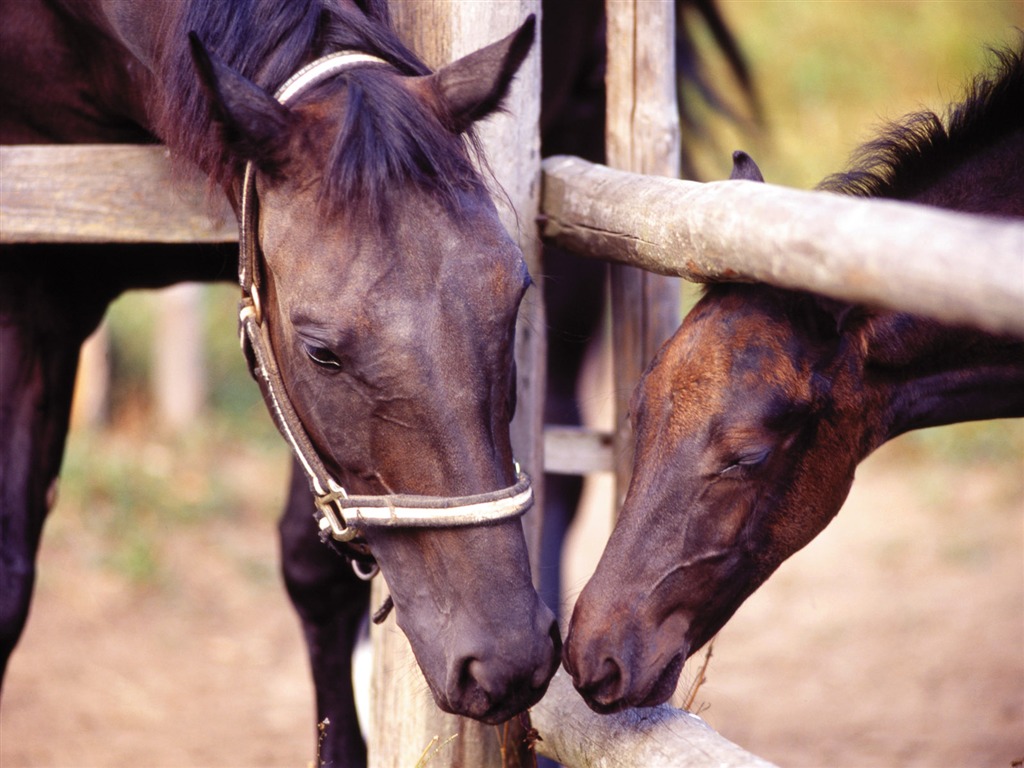 Horse Wallpaper Foto (4) #15 - 1024x768