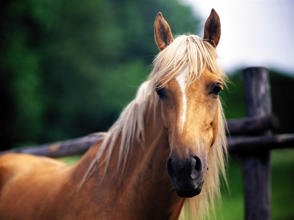 Fond d'écran photo cheval (4) #16 - 1024x768