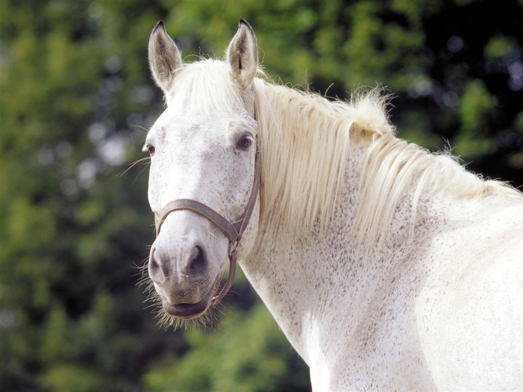 Fond d'écran photo cheval (4) #17 - 1024x768