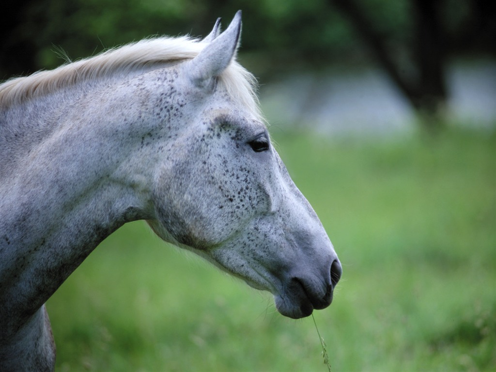 Horse Wallpaper Foto (4) #18 - 1024x768