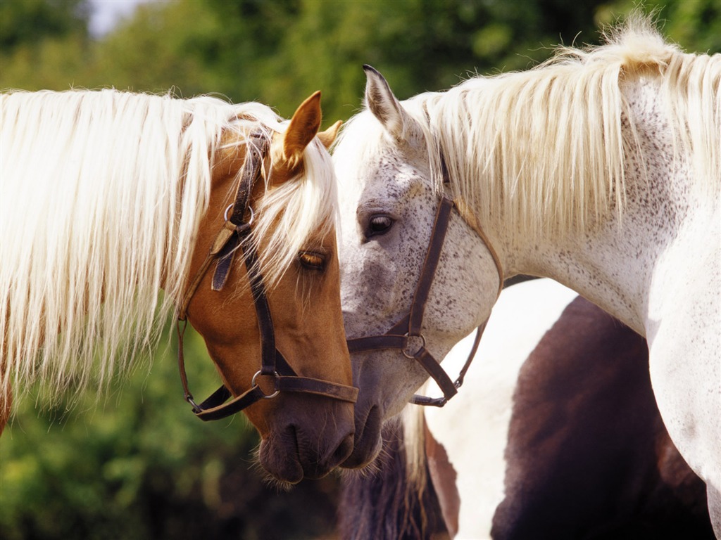 Horse Wallpaper Foto (4) #19 - 1024x768