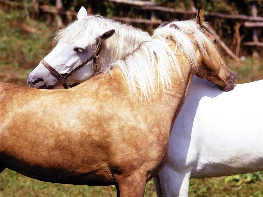 Fond d'écran photo cheval (4) #20 - 1024x768