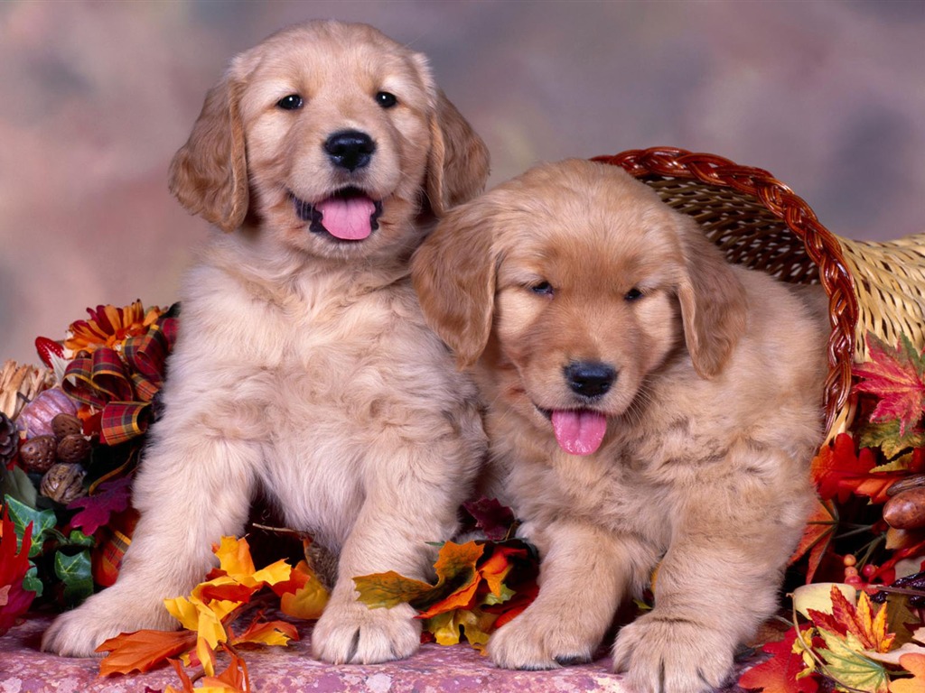 Puppy Photo HD Wallpaper (2) #12 - 1024x768