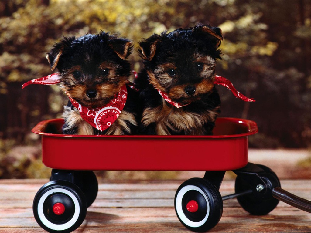 Puppy Photo HD Wallpaper (2) #16 - 1024x768