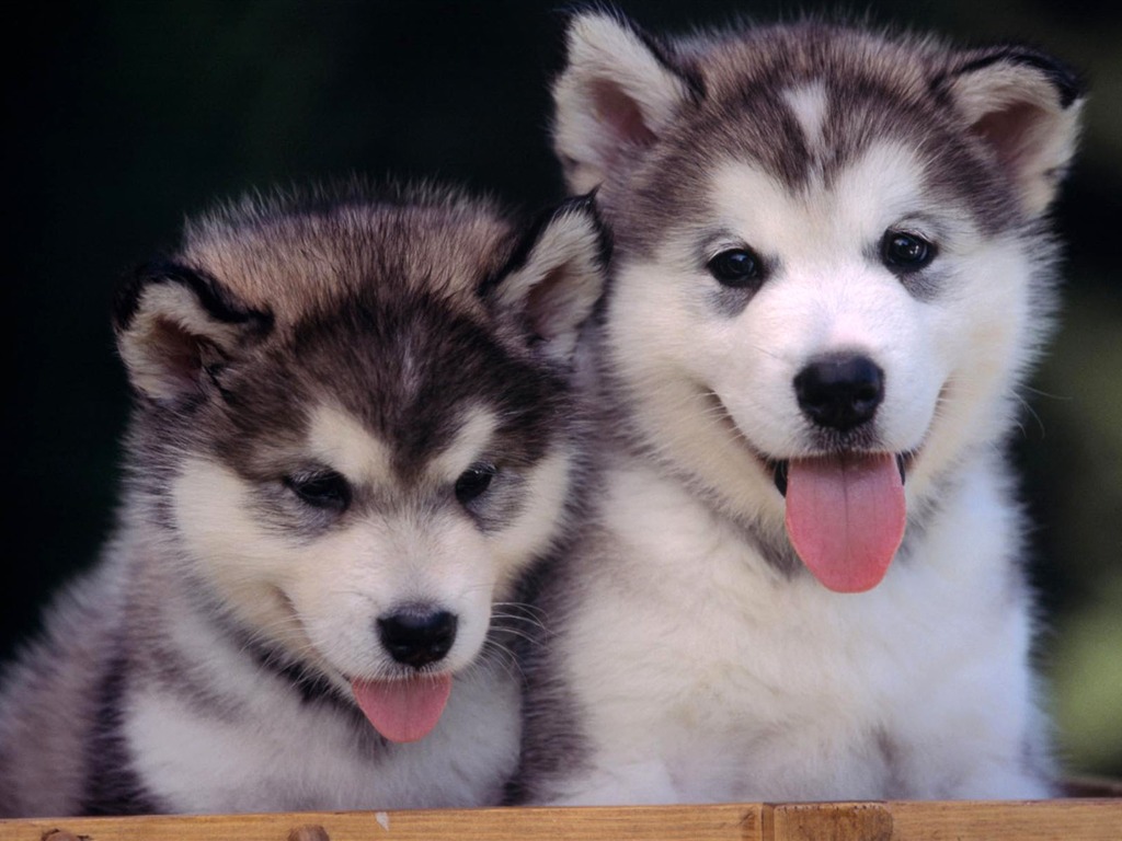 Puppy Photo HD wallpapers (2) #20 - 1024x768