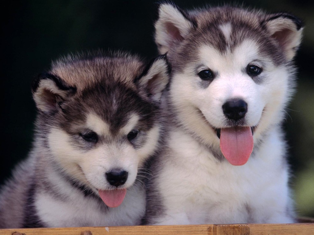 Puppy Photo HD Wallpaper (2) #20 - 1024x768