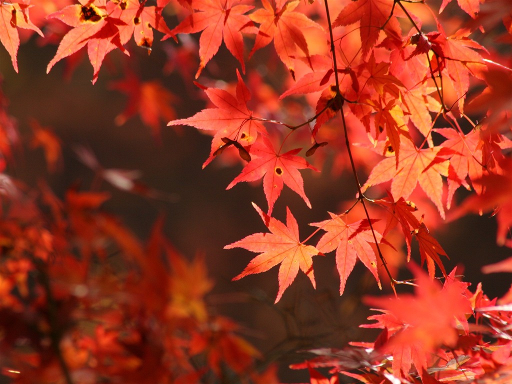 Maple sky wallpaper (2) #1 - 1024x768