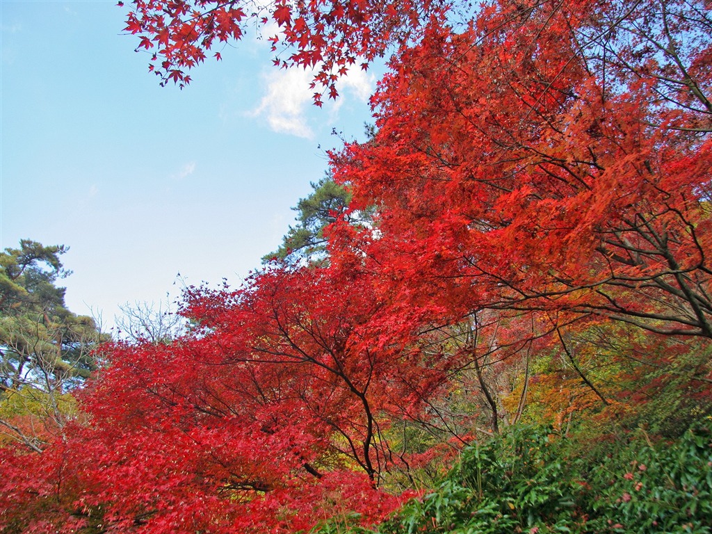 Maple sky wallpaper (2) #3 - 1024x768