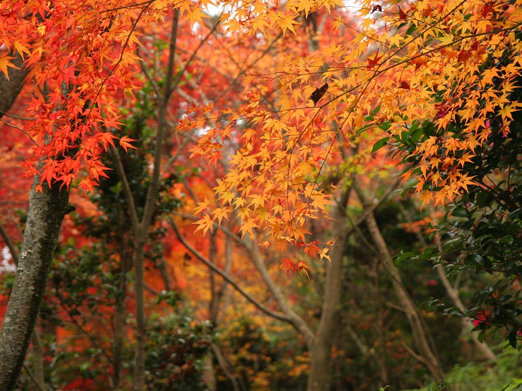 Maple sky wallpaper (2) #4 - 1024x768