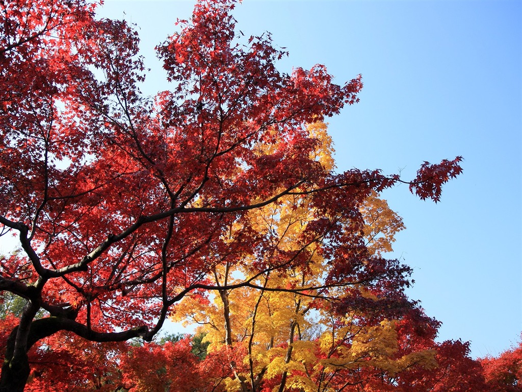 Maple sky wallpaper (2) #5 - 1024x768