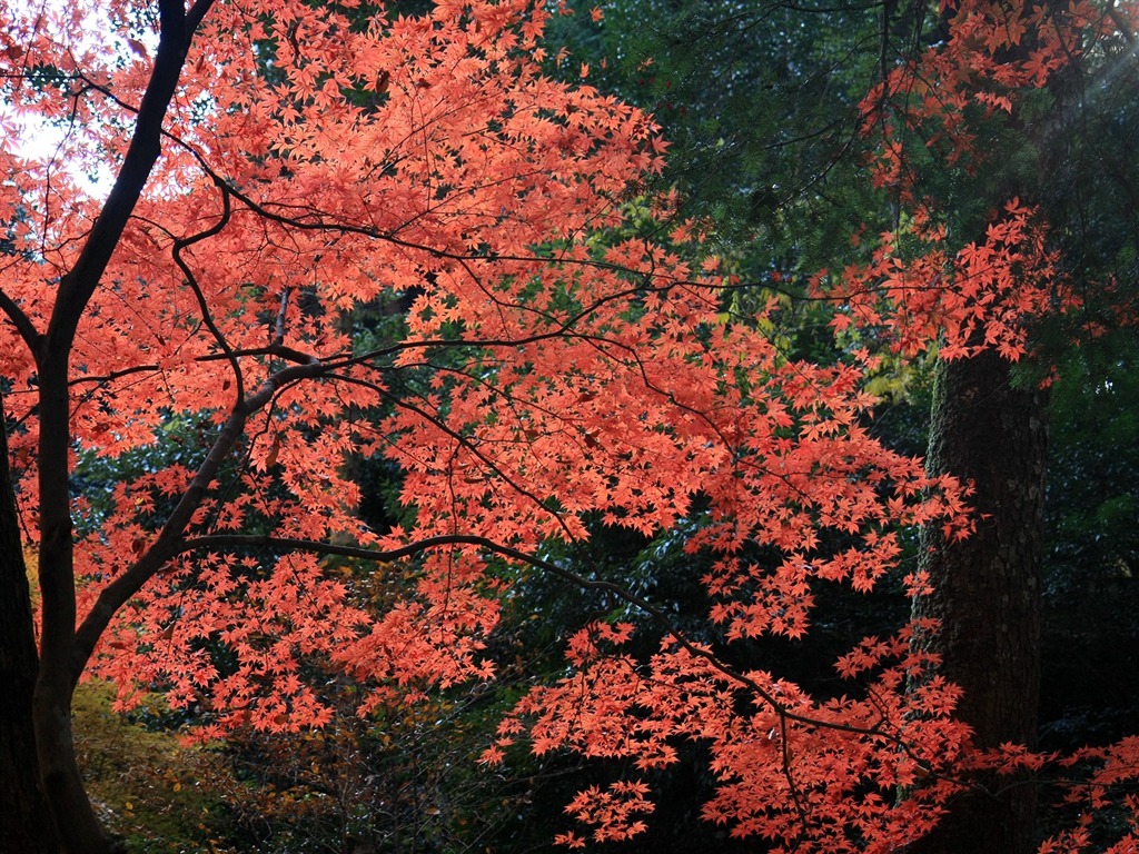 Maple sky wallpaper (2) #6 - 1024x768