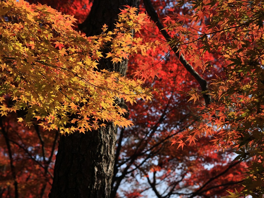 Maple sky wallpaper (2) #8 - 1024x768