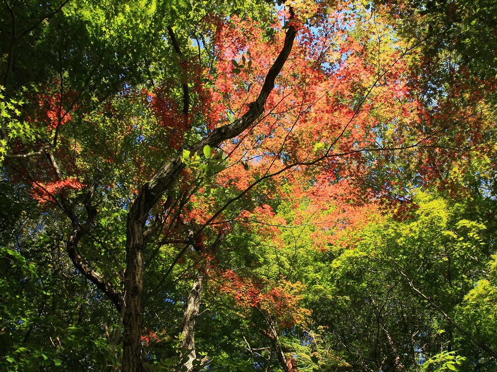 Maple sky wallpaper (2) #11 - 1024x768