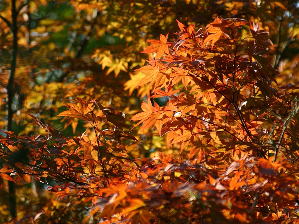 Maple sky wallpaper (2) #12 - 1024x768