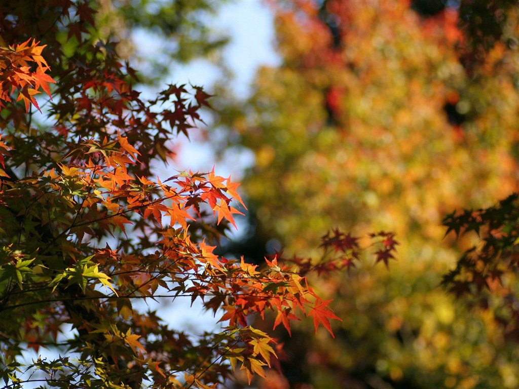 Maple sky wallpaper (2) #13 - 1024x768