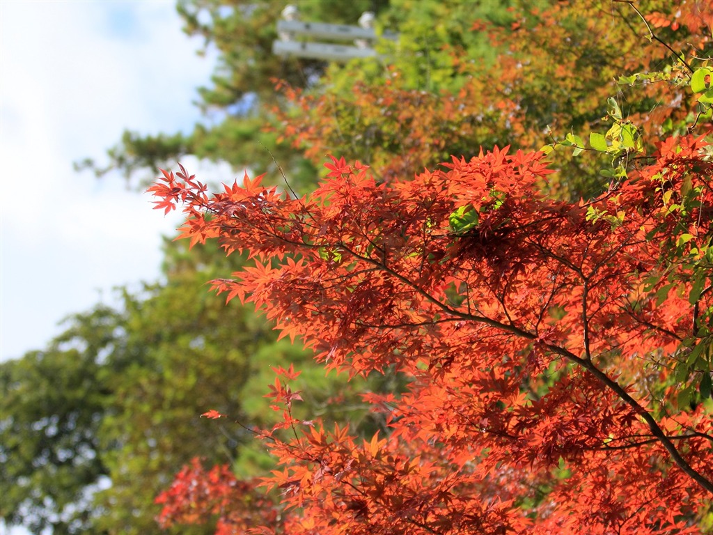 Maple sky wallpaper (2) #14 - 1024x768