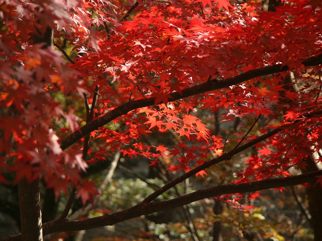 Maple sky wallpaper (2) #15 - 1024x768