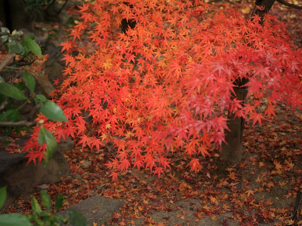 Maple sky wallpaper (2) #17 - 1024x768