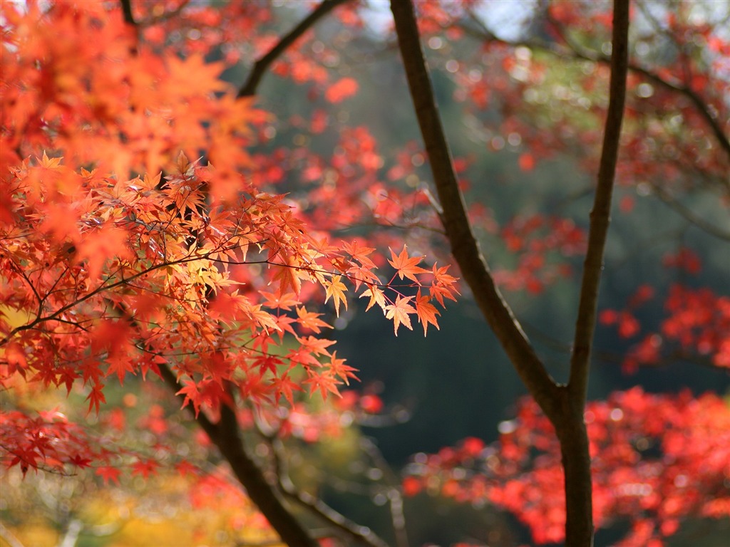 Maple sky wallpaper (2) #18 - 1024x768