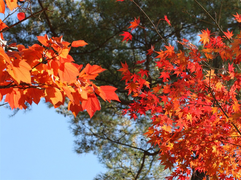 Maple sky wallpaper (2) #19 - 1024x768