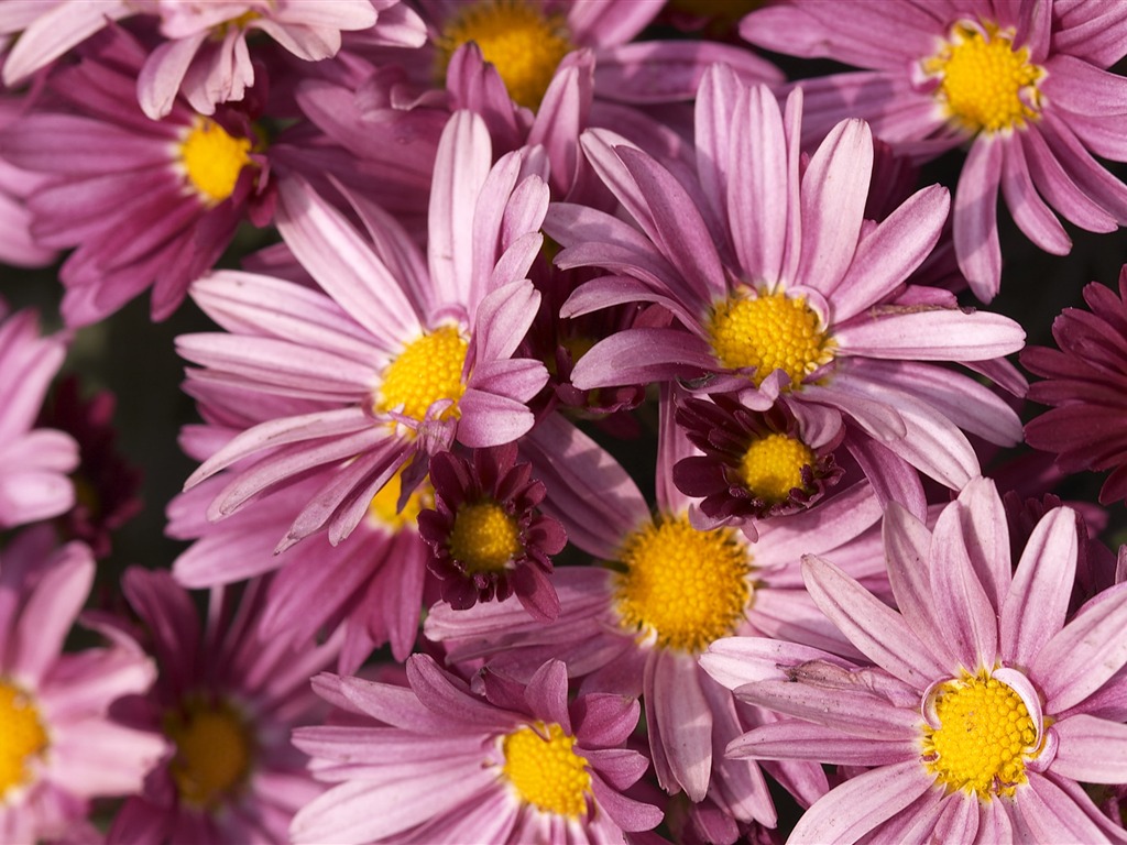 超大鲜花特写 壁纸(五)10 - 1024x768