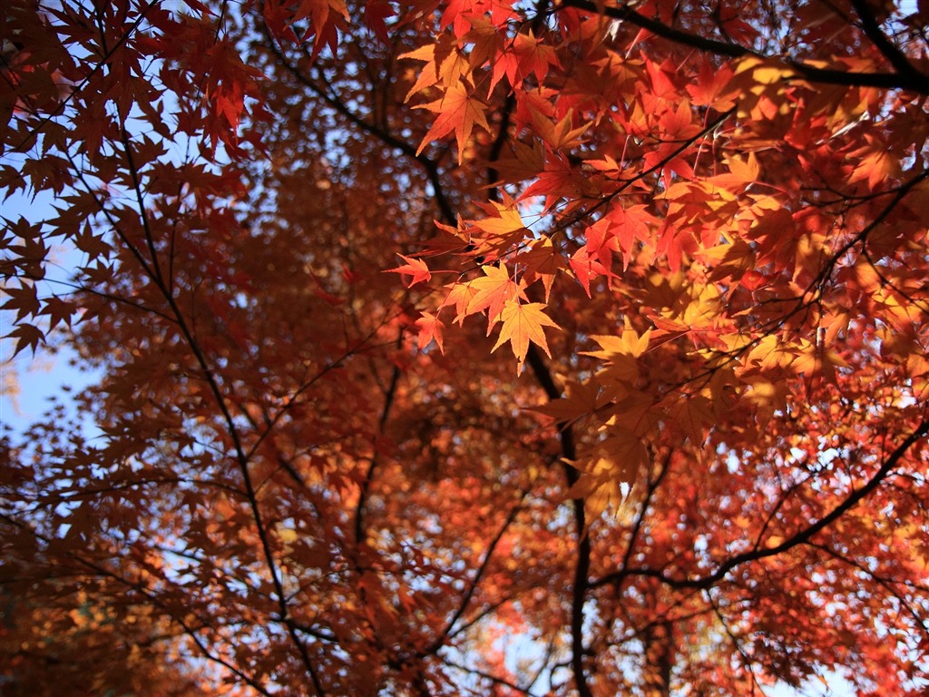 Maple sky wallpaper (3) #1 - 1024x768