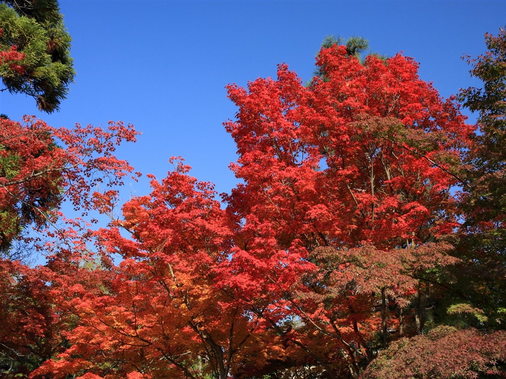 Maple sky wallpaper (3) #3 - 1024x768